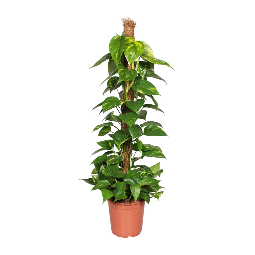 Epipremnum pinnatum mosstok 100cm Scindapsus.