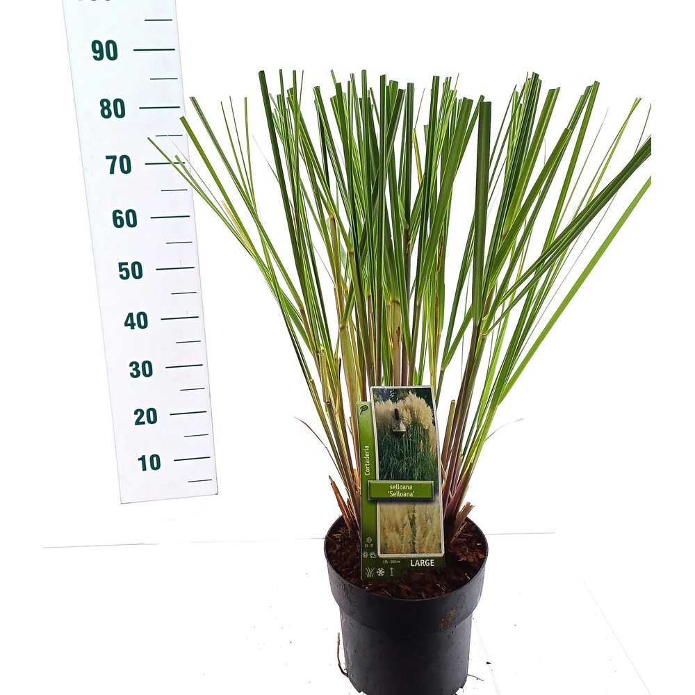 Cortaderia selloana.