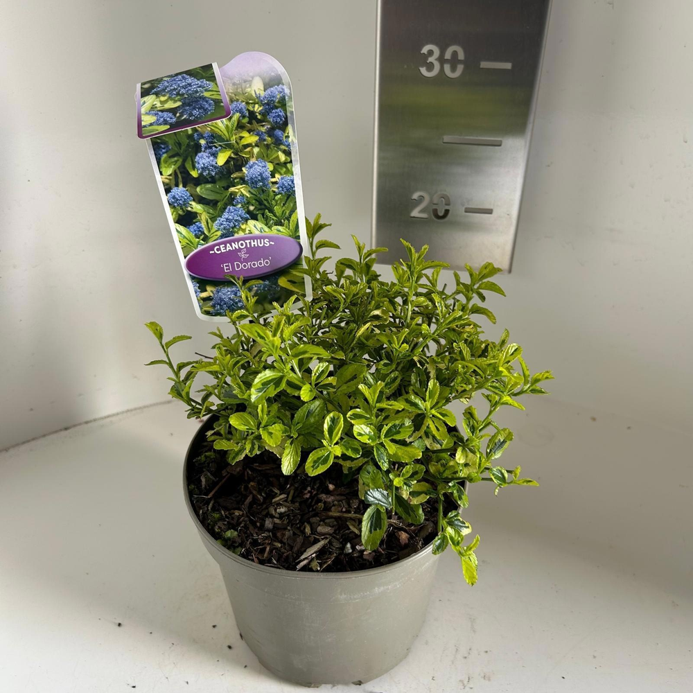 Ceanothus thyr. 'El Dorado'.