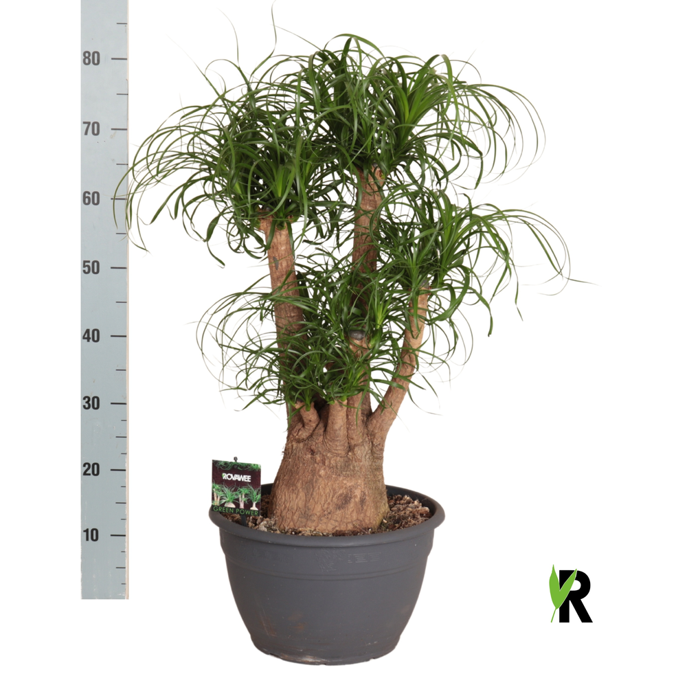 Beaucarnea rec. vertakt.