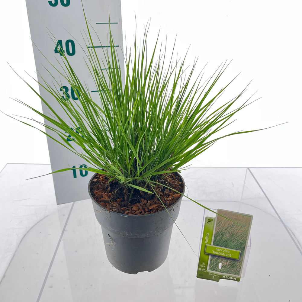Molinia caerulea 'Heidebraut'.