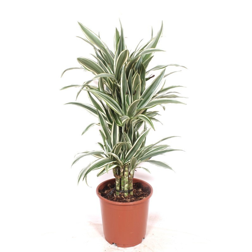 Dracaena White Stripe.