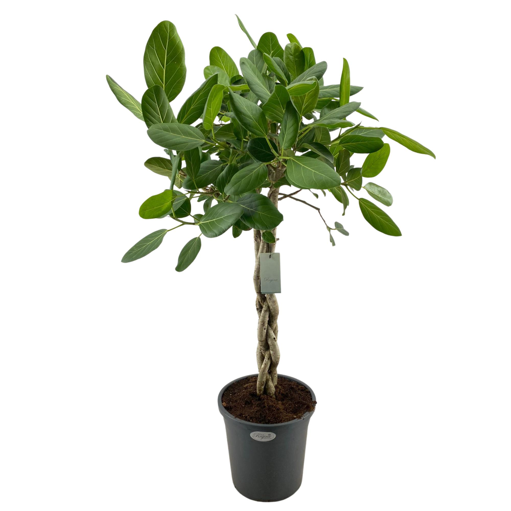 Ficus Benghalensis Audrey gevlochten stam p31.