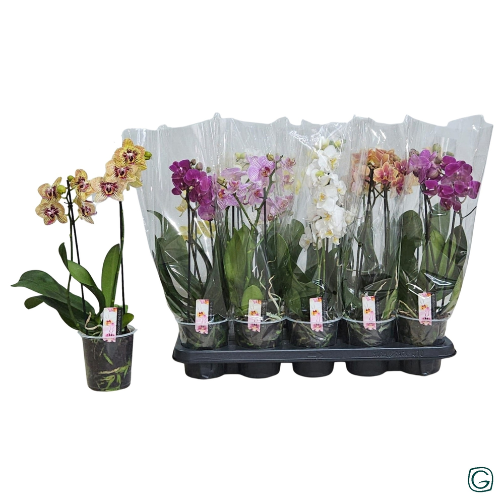 Multiflora 2tk 14+ mix.