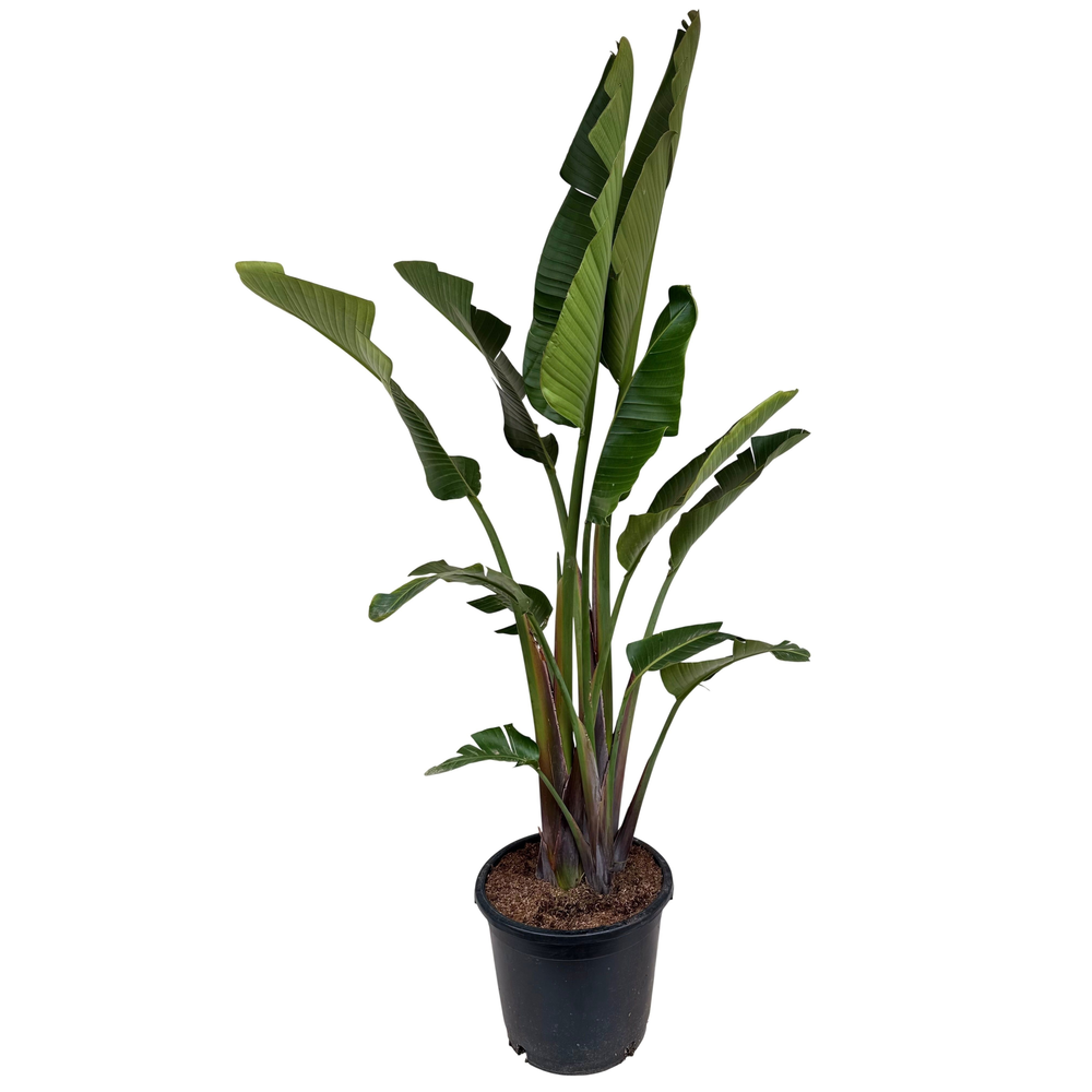Strelitzia nicolai P40 3/4PP.