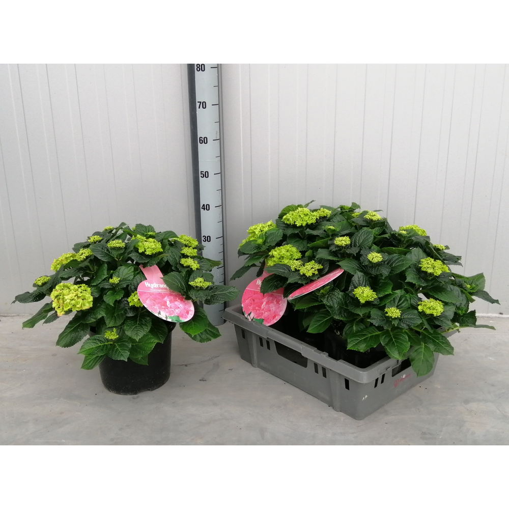 Hydrangea Early Rosa.