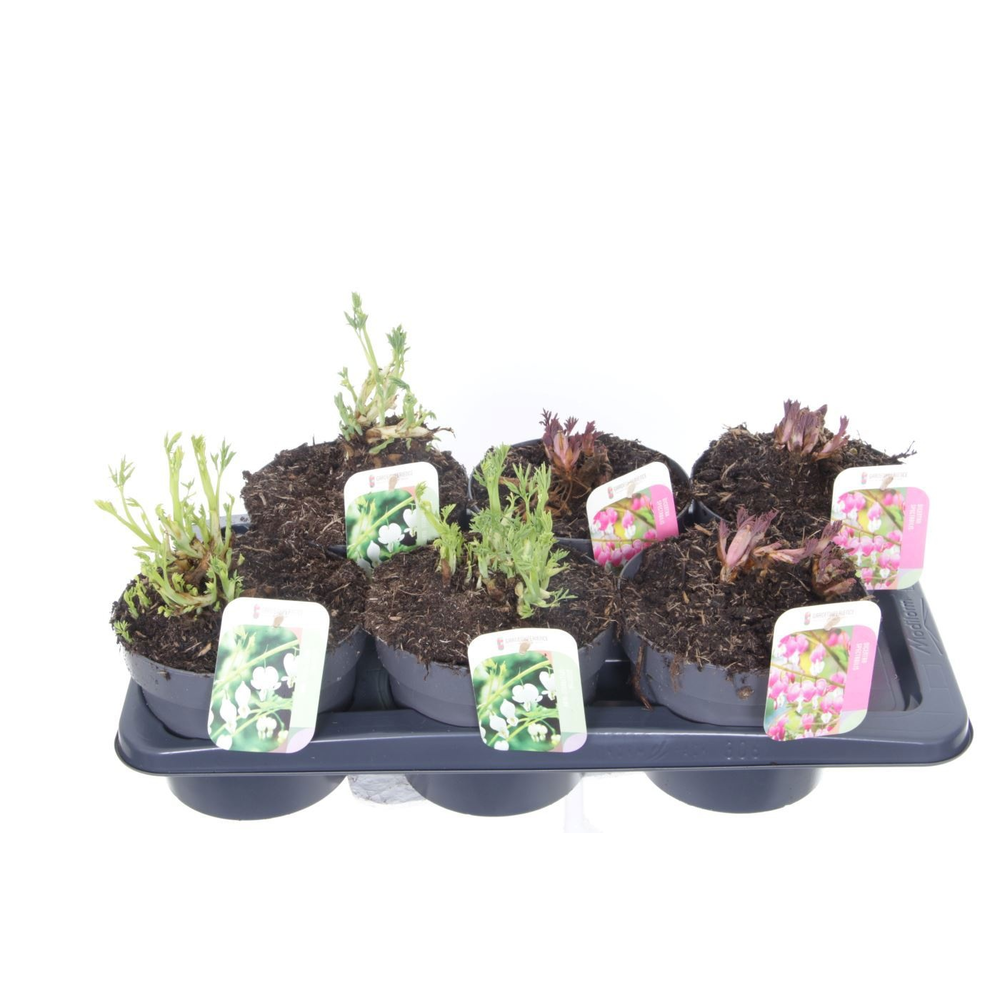 Dicentra spectabilis mix.