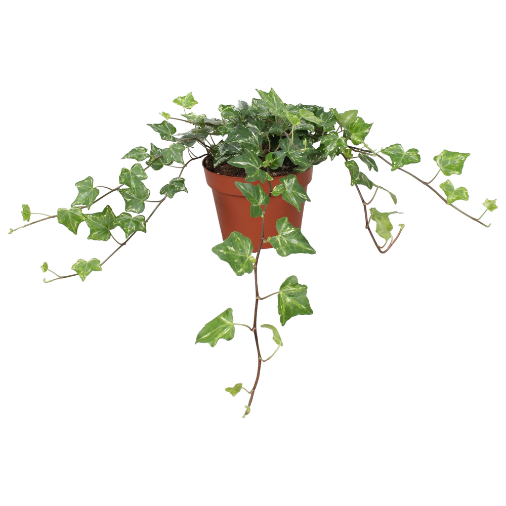 Hedera helix Kolibri.