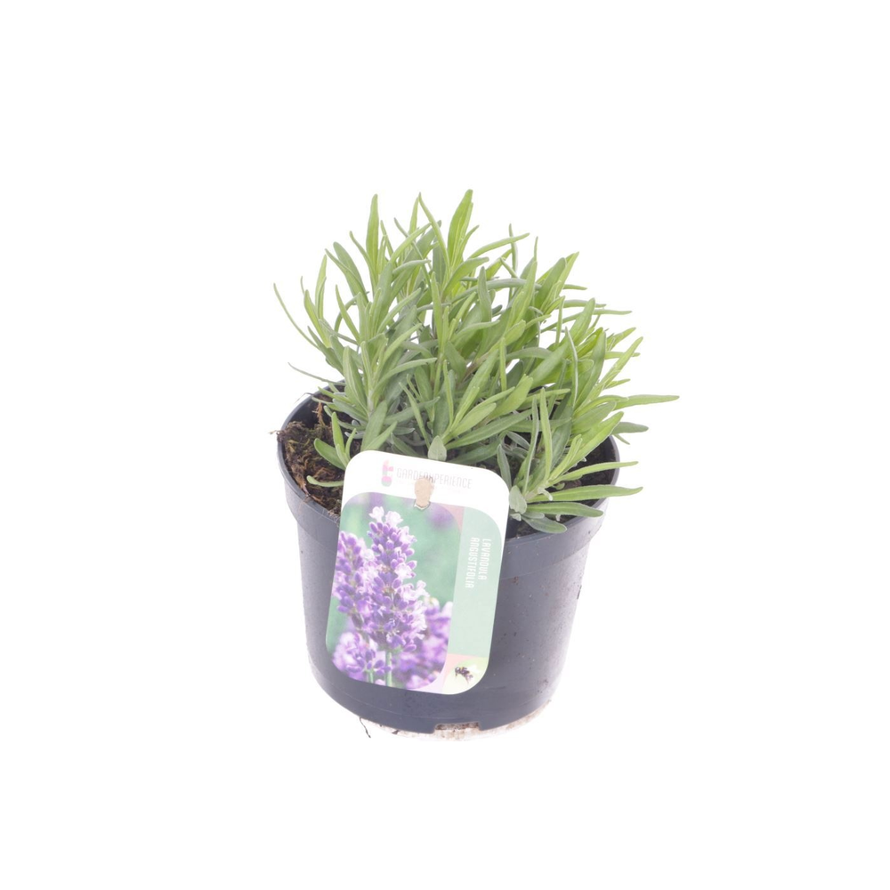 Lavandula ang. Havanna.