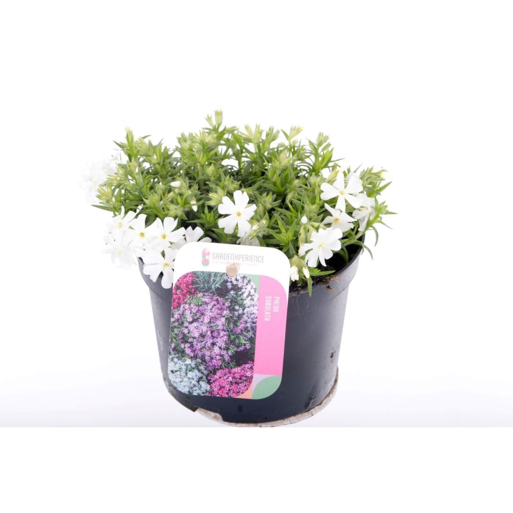 Phlox subulata Fabulous White.