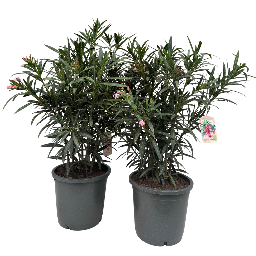 Nerium oleander P30 struik.