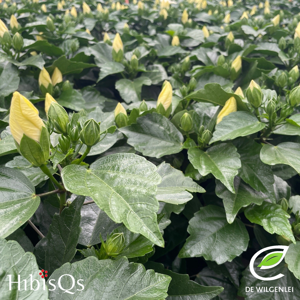 HibisQs® rosa-sinensis ‘Adonicus Apricot’ p13.