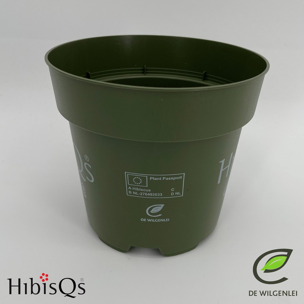 Hibisqs® rosa-sinensis Mix p13.