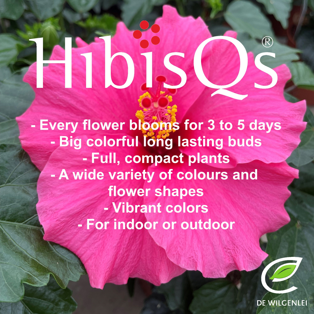 Hibisqs® rosa-sinensis Mix p13.