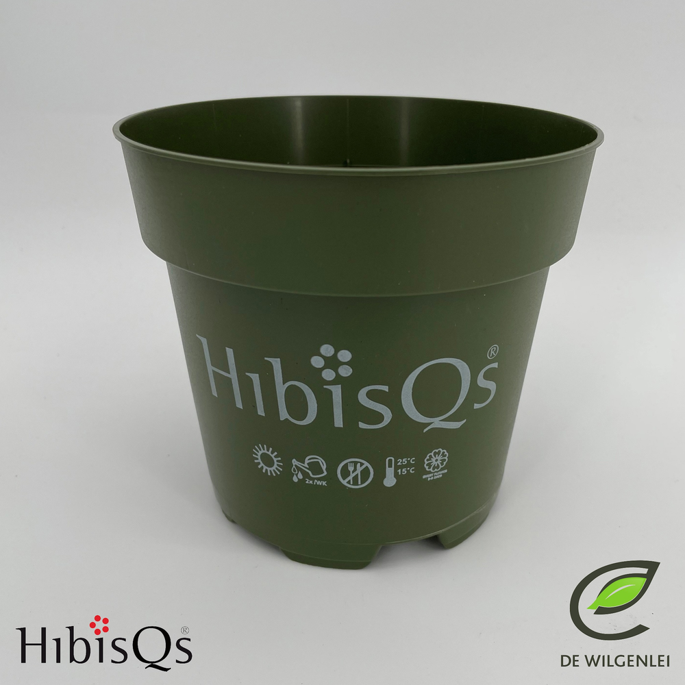 HibisQs® rosa-sinensis ‘Adonicus Pink’ p13.