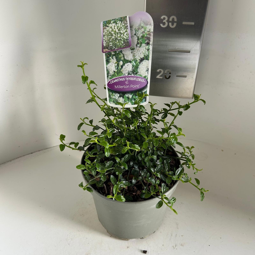 Ceanothus thyr. 'Millerton Point'.