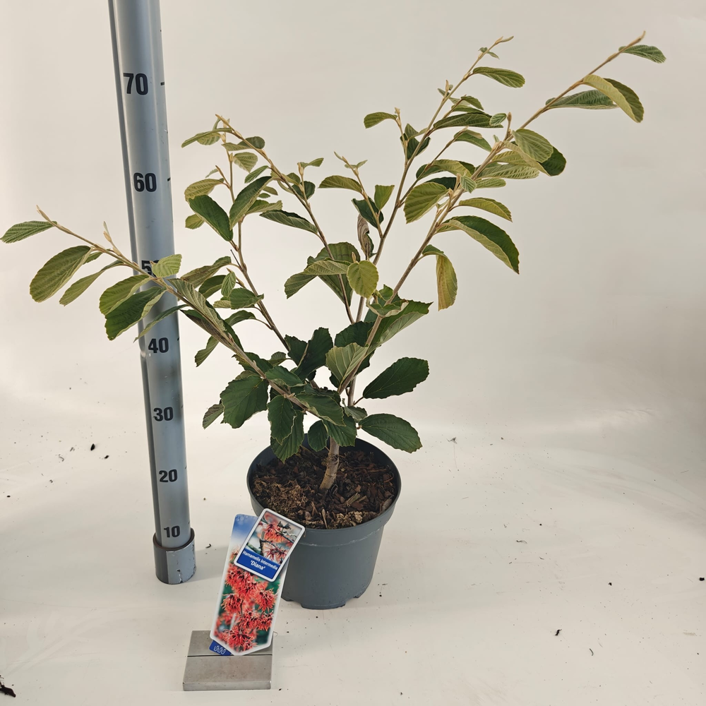 Hamamelis int. 'Diane'.