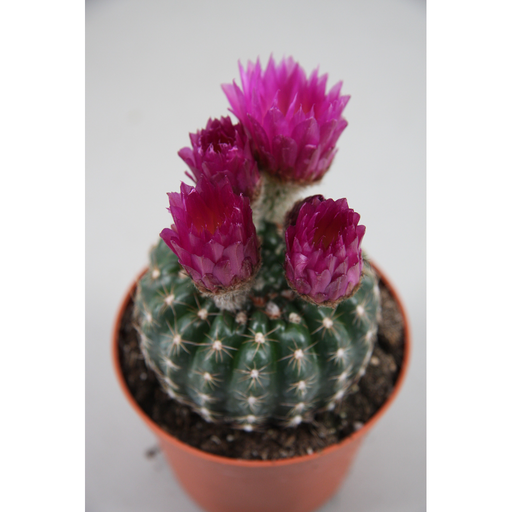 Noto groot bloemig 8,5 cm.