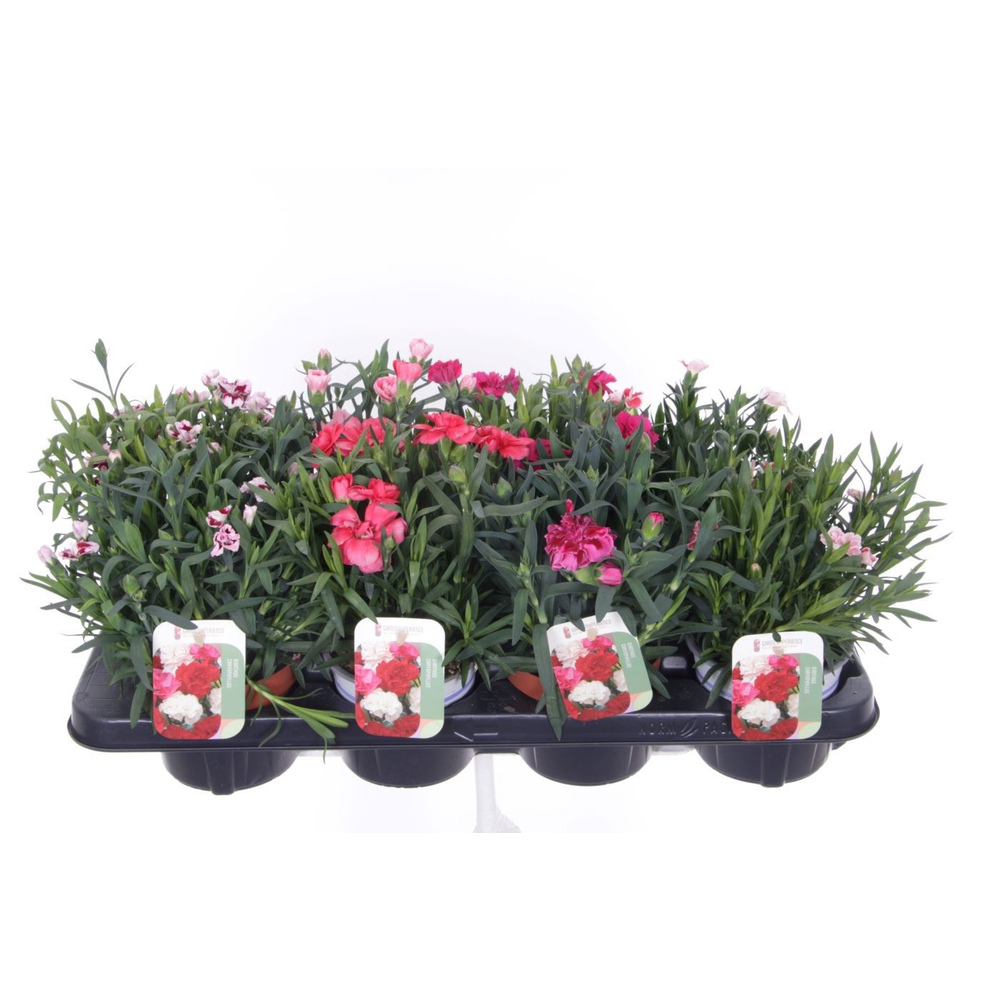 Dianthus caryophyllus mix.