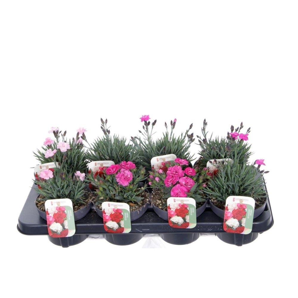 Dianthus caryophyllus mix.