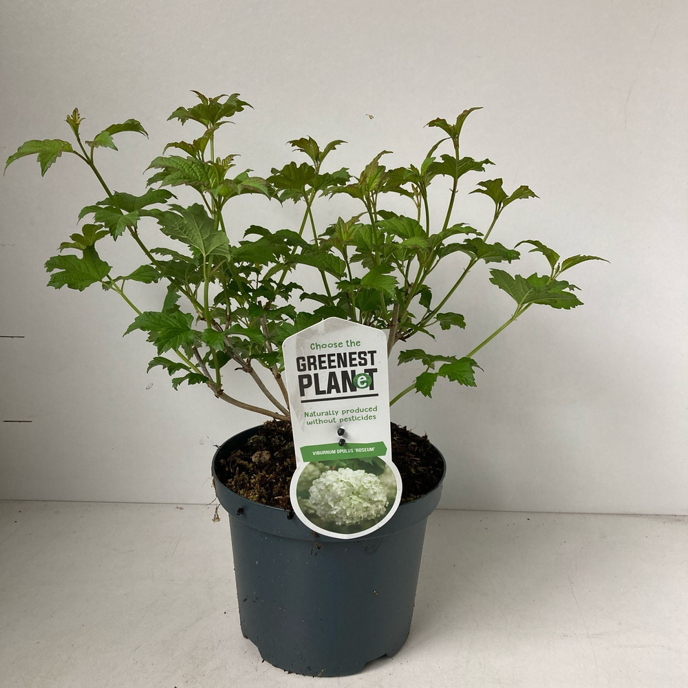 Viburnum opulus 'Roseum'.