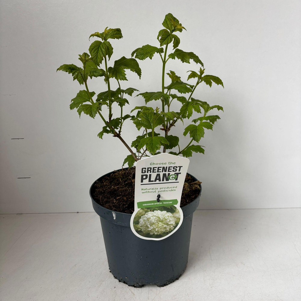 Viburnum opulus 'Roseum'.