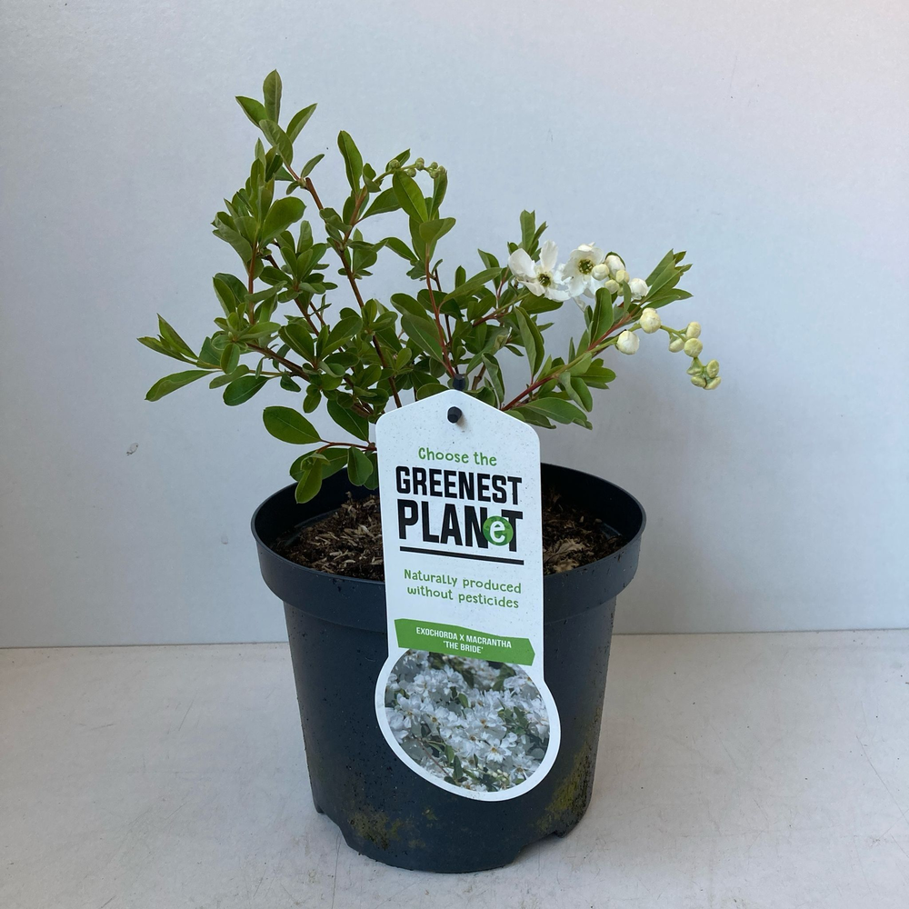 Exochorda macr. 'The Bride'.