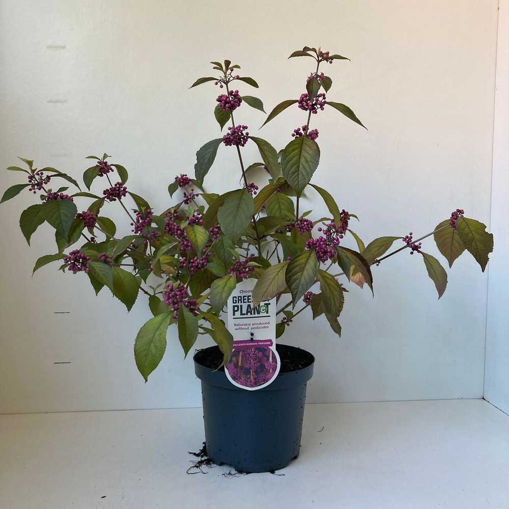 Callicarpa bodinieri 'Profusion'.