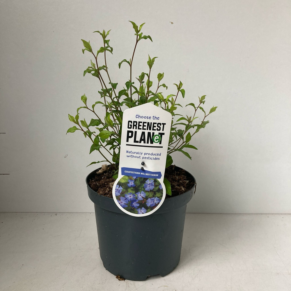 Ceratostigma willmottianum.