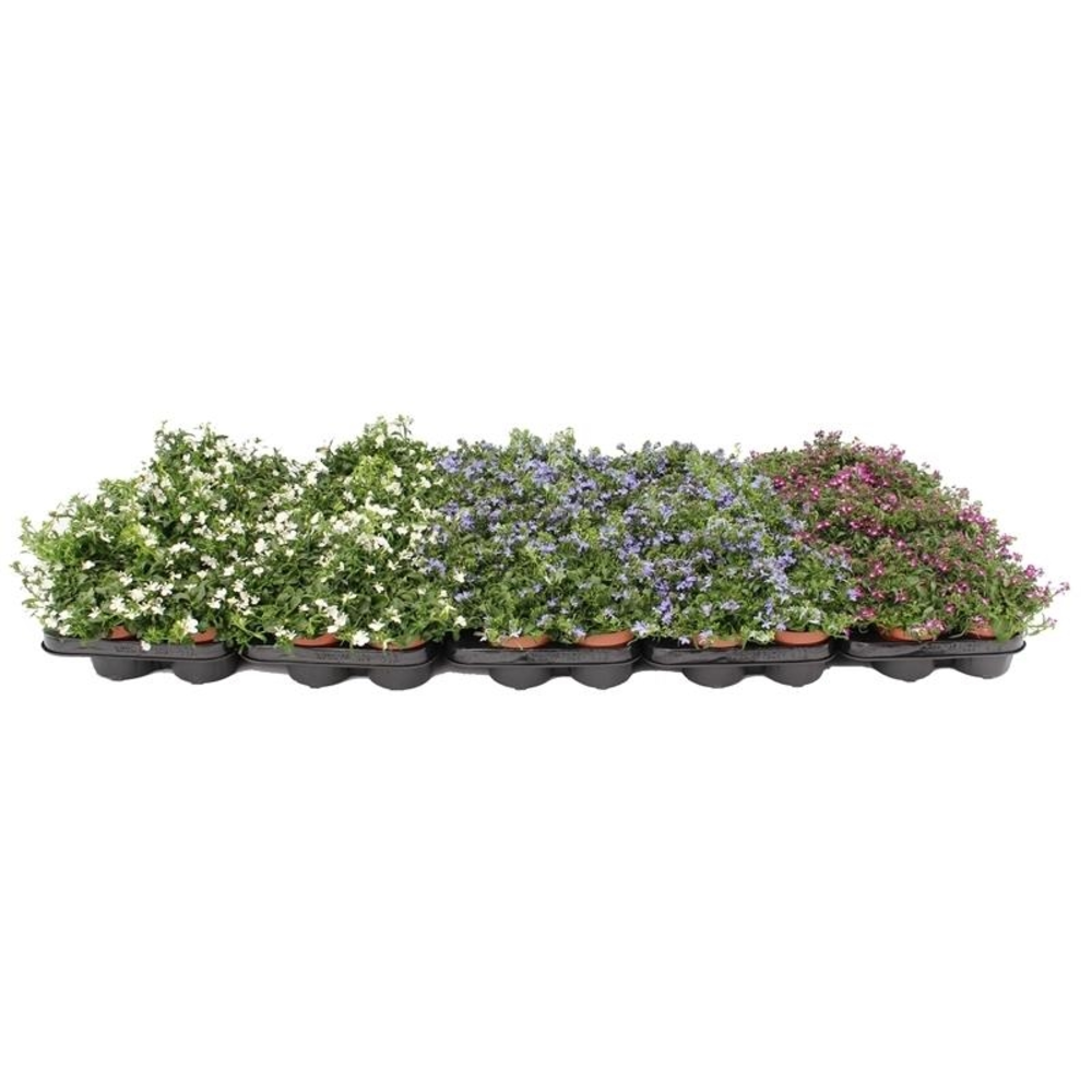 Lobelia Richardii Mix Trolley.