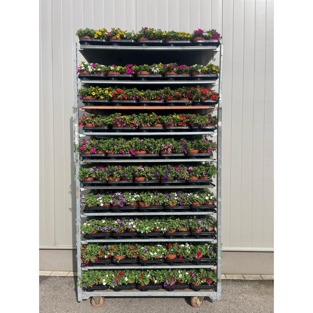 Calibrachoa Tricolor Mixkar.