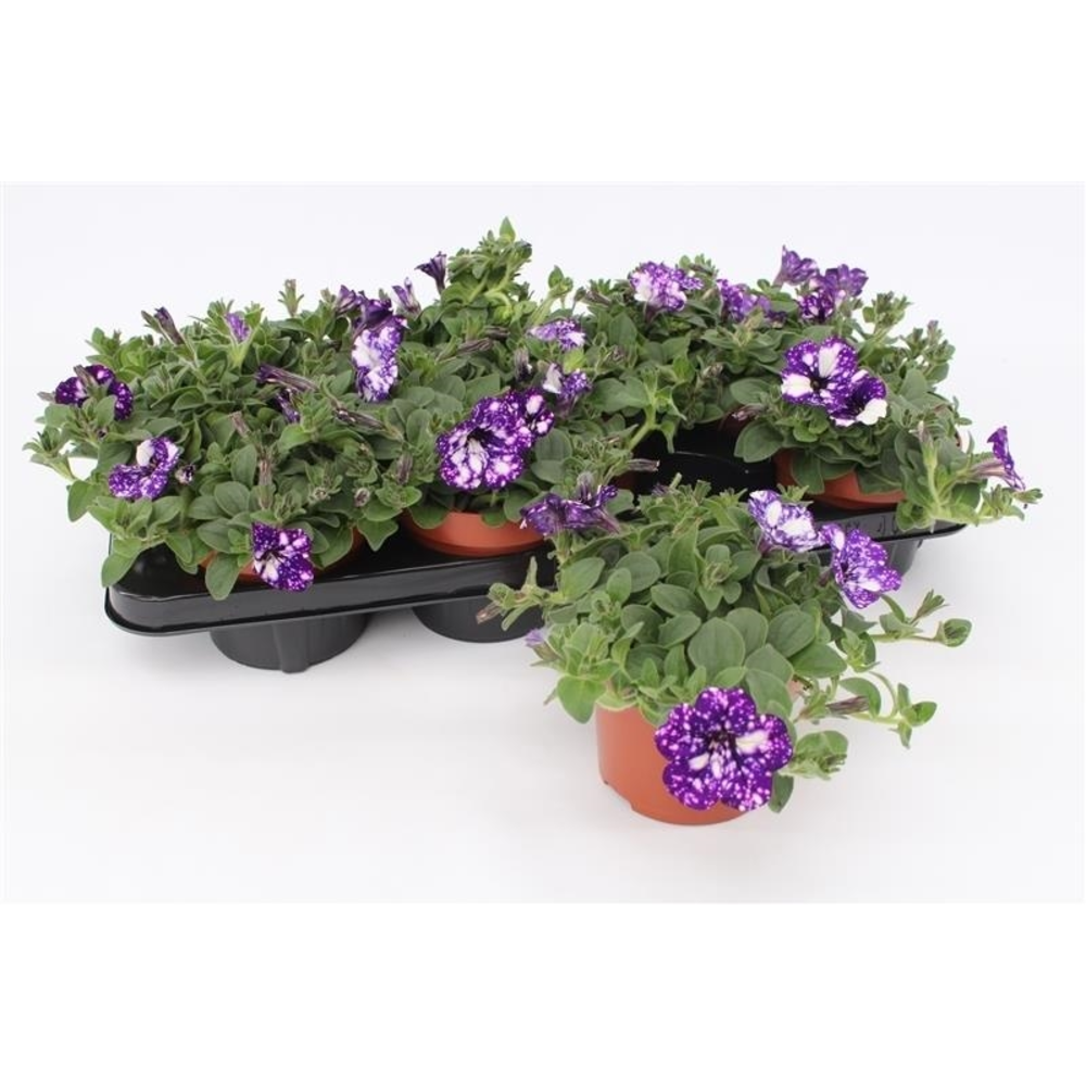 Petunia Night Sky.