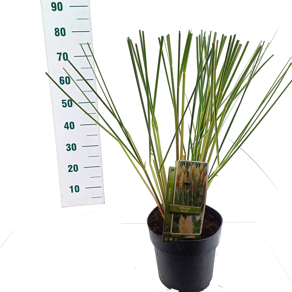 Cortaderia selloana 'Evita'.