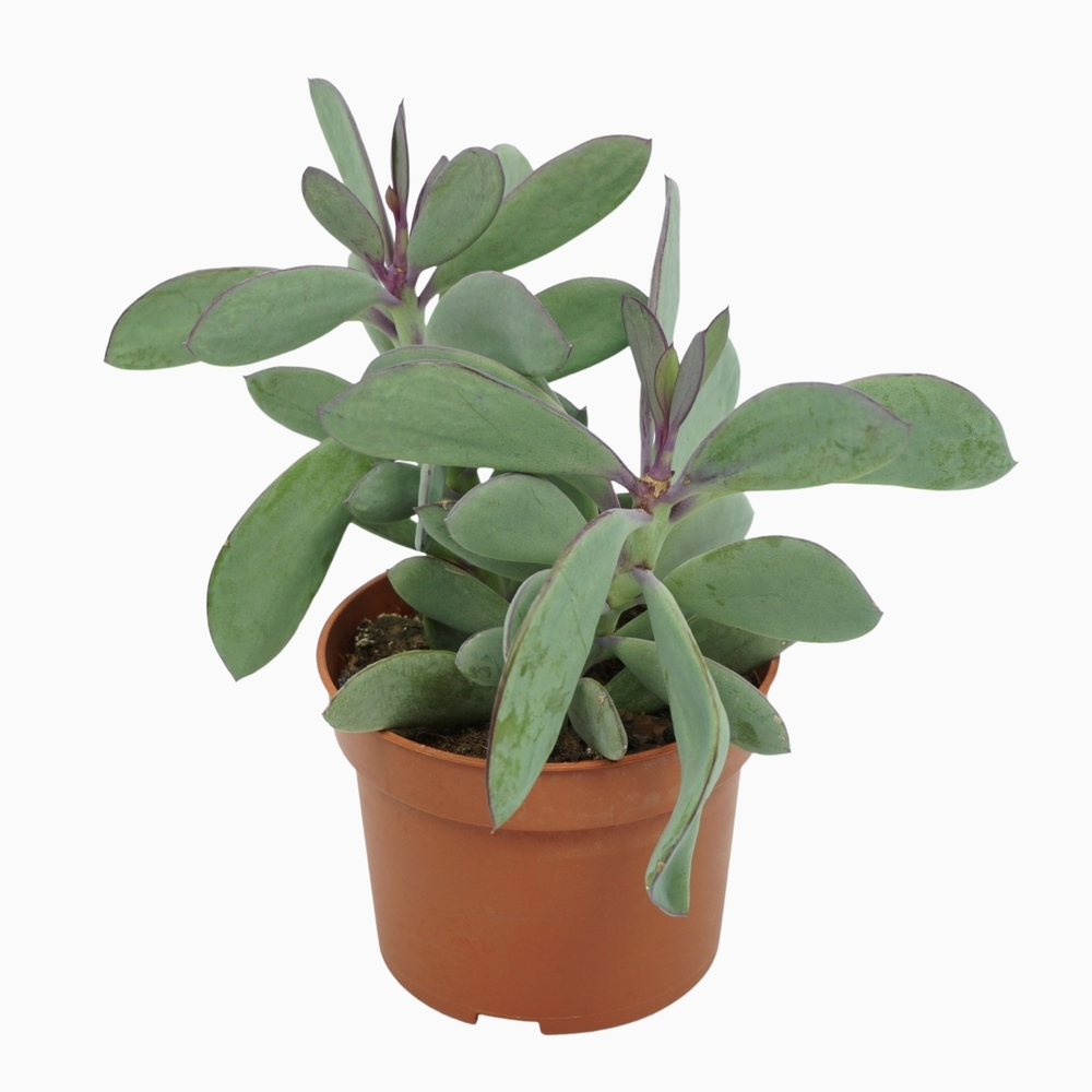 Senecio crassissimius 10,5 cm.