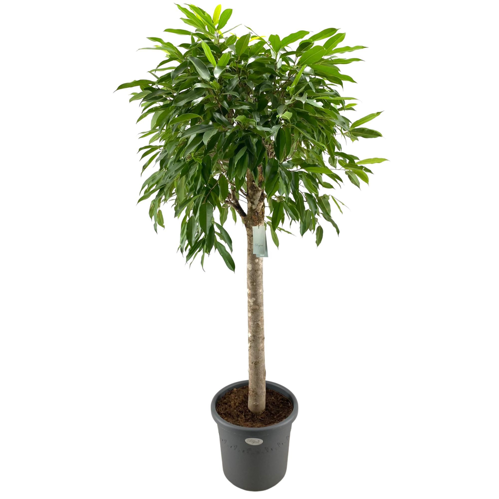 Ficus Binnendijkii Amstel King Rechte stam p40.