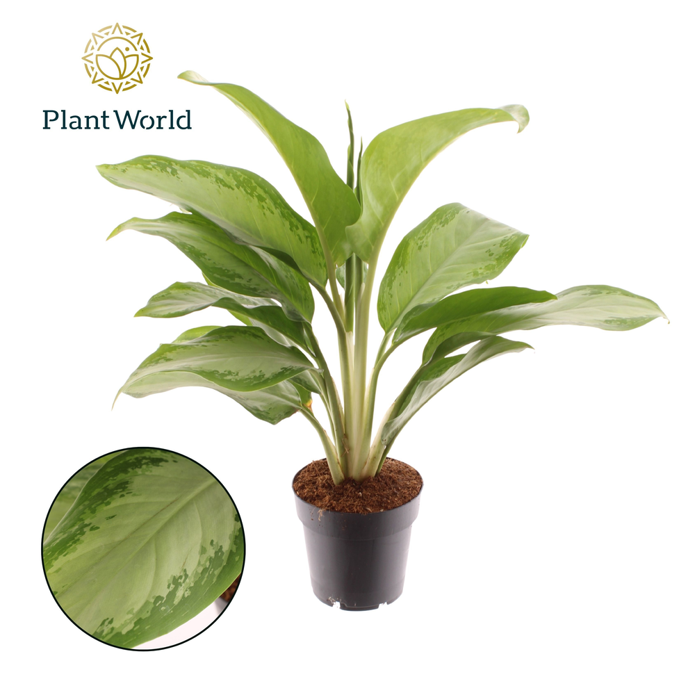 Aglaonema Silver Bay (Decorum).