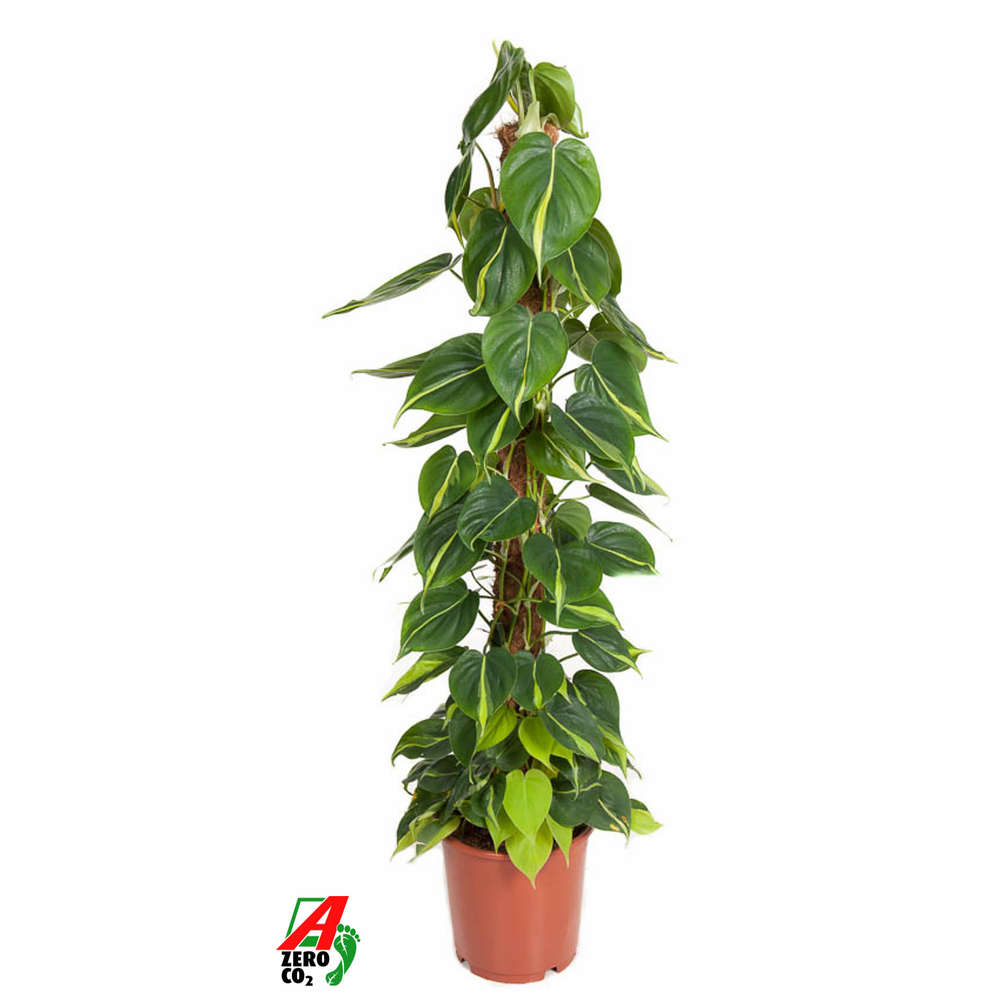 Philodendron Brasil.
