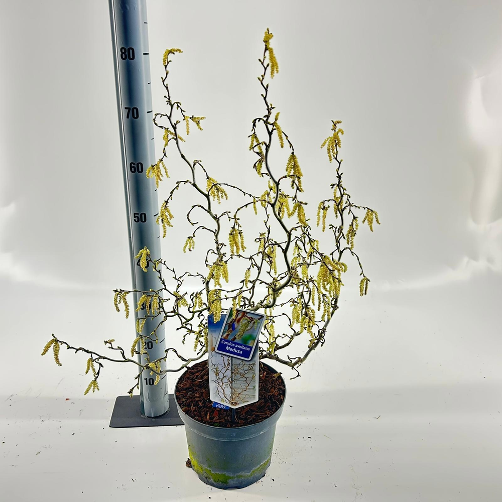 Corylus avellana Medusa ('JWW9' PBR).