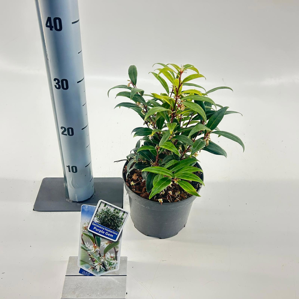 Sarcococca hookeriana Purple Gem ('PURPLERIJ15'PBR.