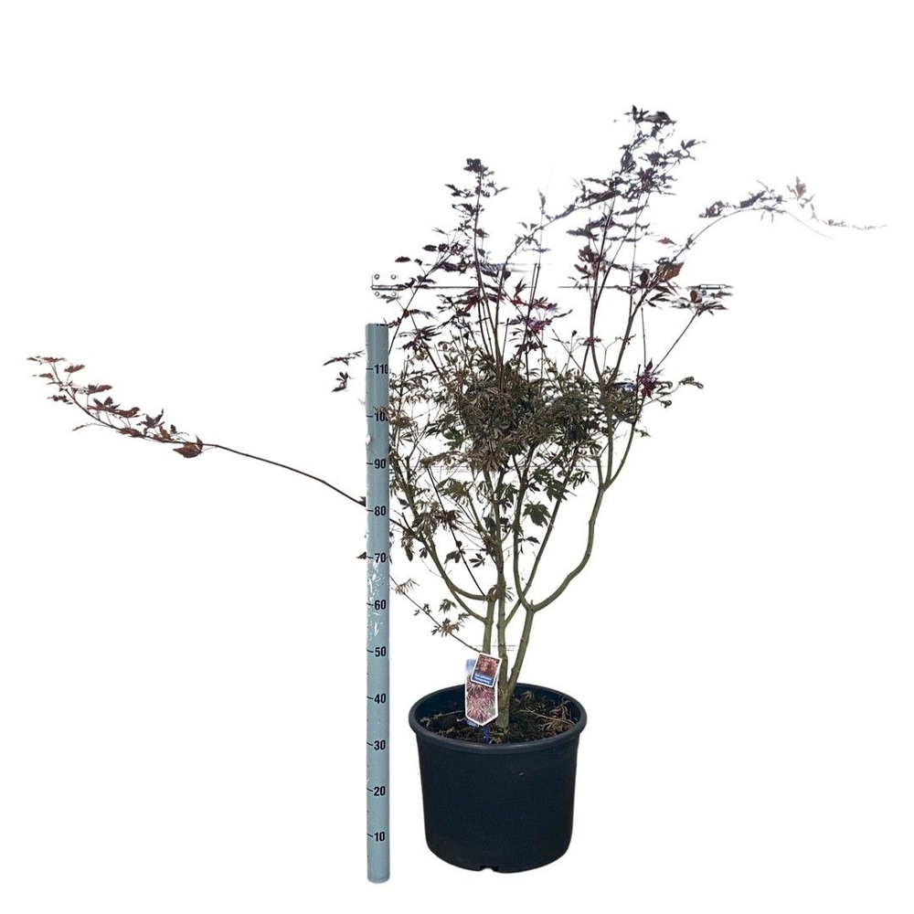 Acer pal. 'Trompenburg'.