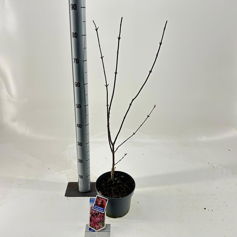 Acer pal. 'Trompenburg'.