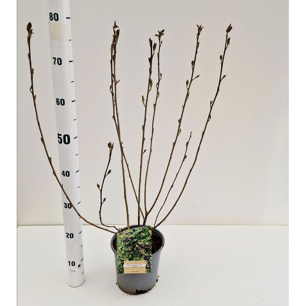 Aronia melanocarpa Hugin.