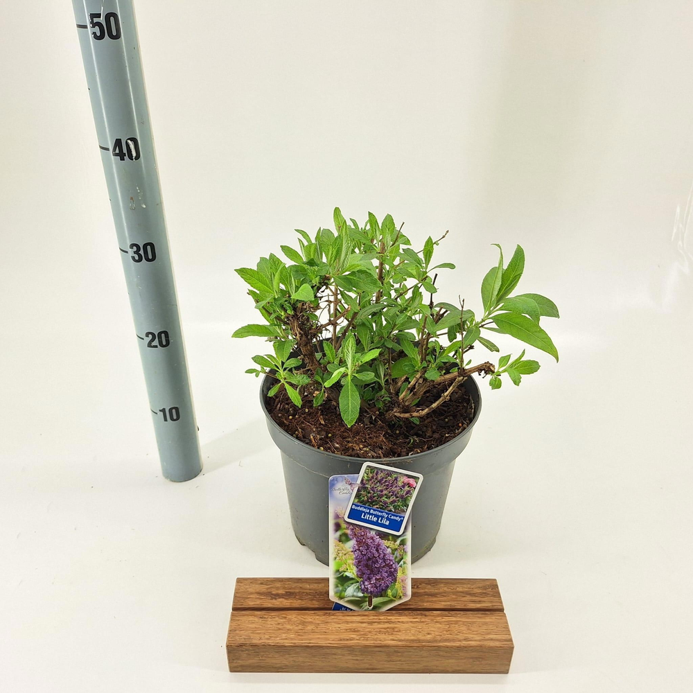 Buddleja d. Butt. Candy® Little Lila ('BotEx 004'P.