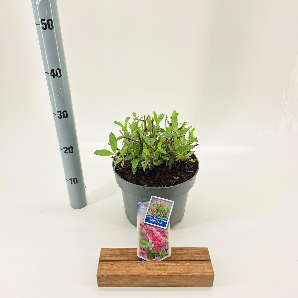 Buddleja d. Butt. Candy® Little Pink ('BotEx 005'P.