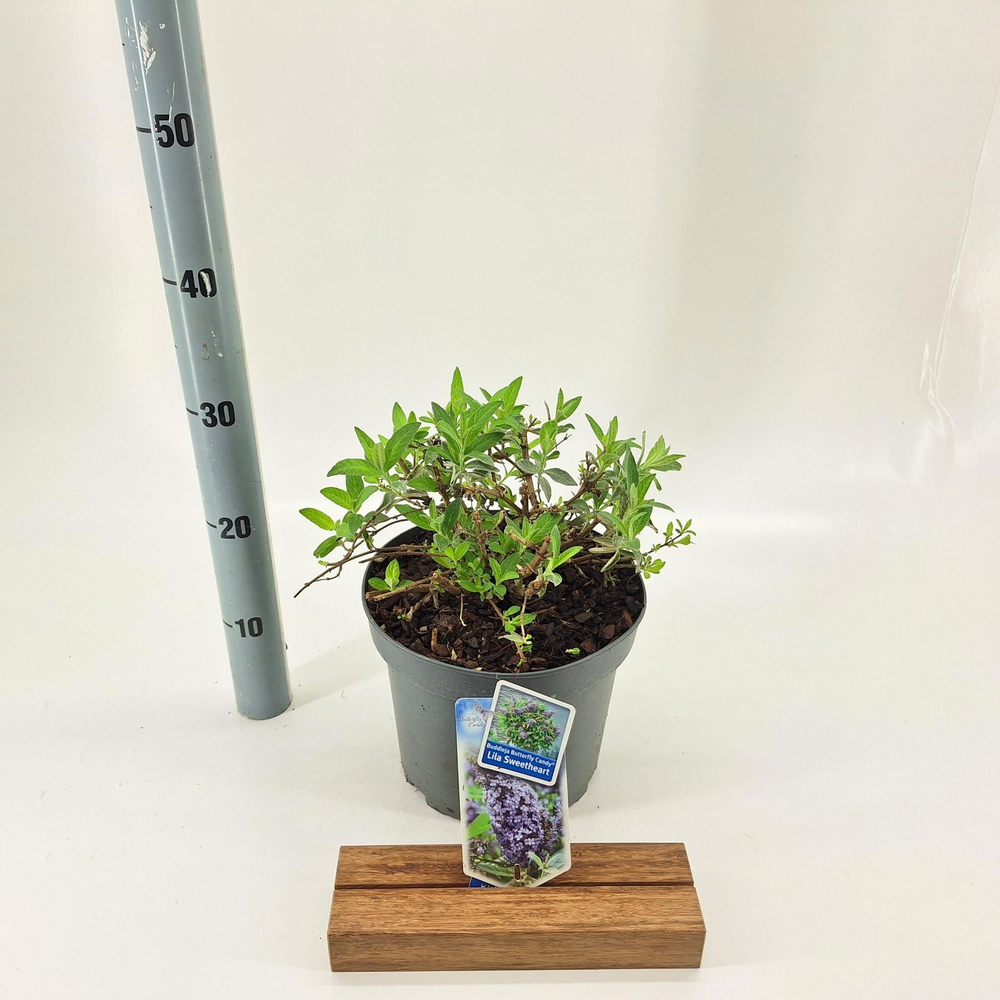 Buddleja d. Butt. Candy® Lila Sweetheart ('BotEx 0.