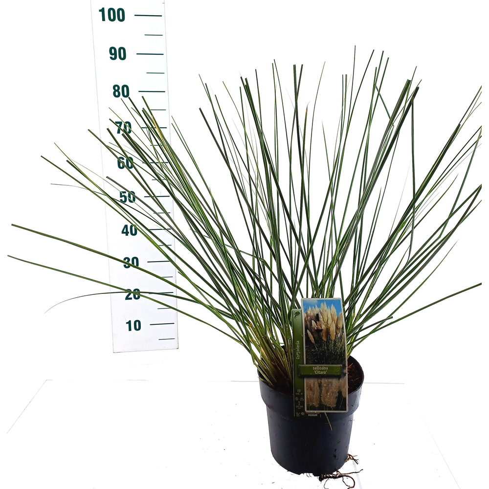 Cortaderia selloana 'Citaro'.