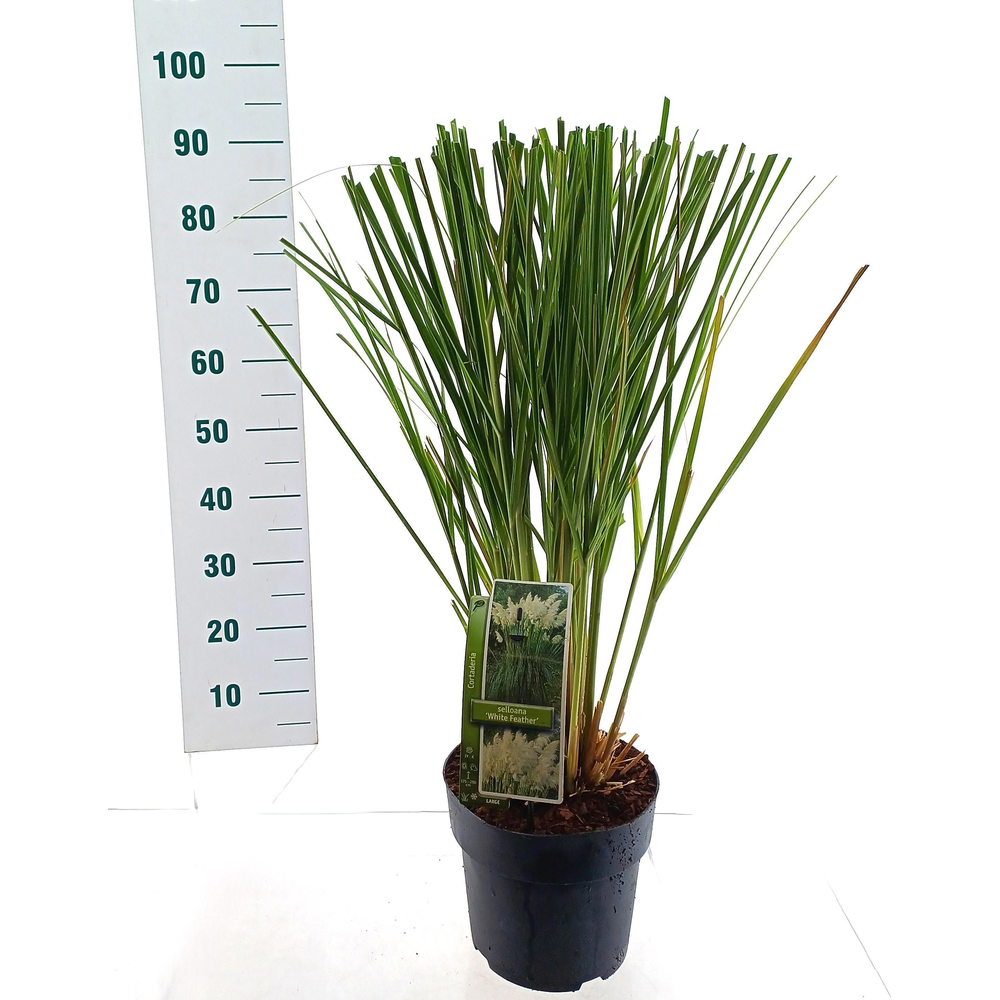 Cortaderia selloana 'White Feather'.