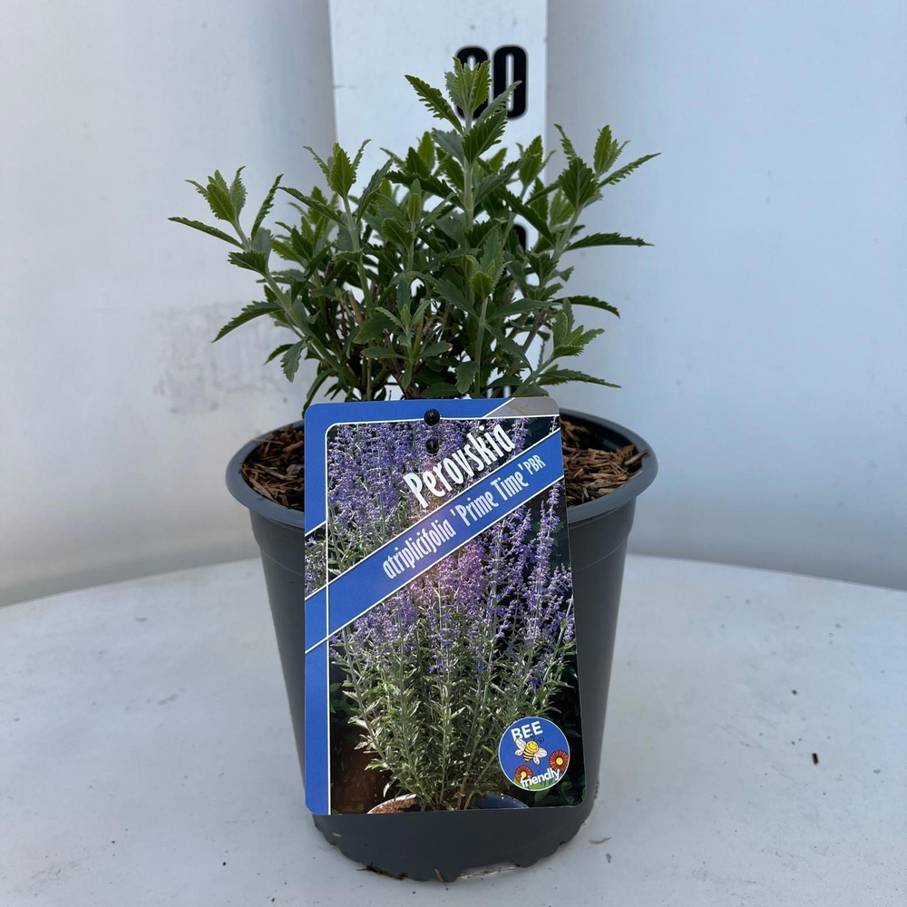 Perovskia atriplicifolia 'Prime Time' PBR.