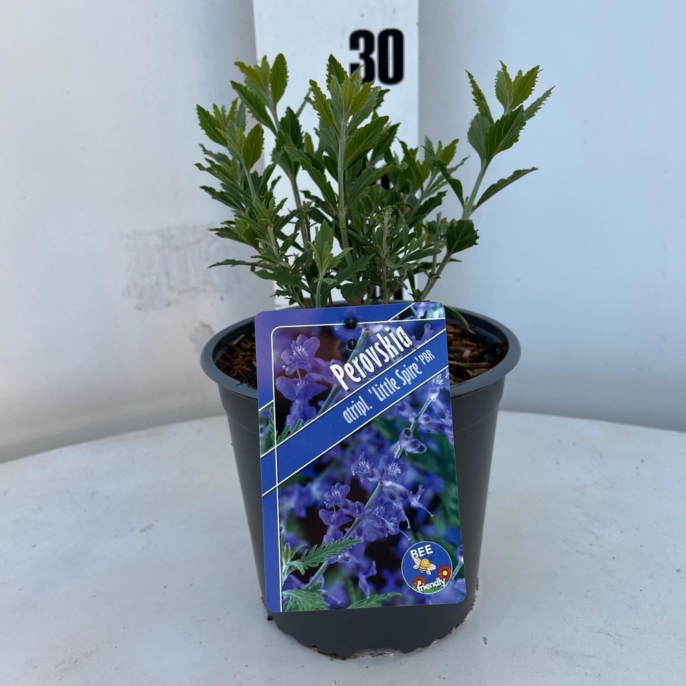 Perovskia atriplicifolia 'Little Spire' PBR.