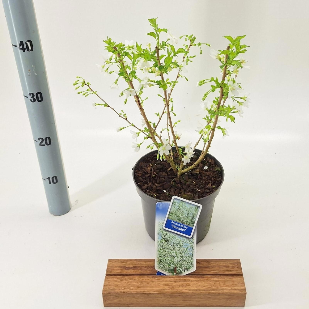 Prunus incisa 'Yamadei'.